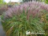 Miskantas kininis ,Kleine Silberspinne' (lot. Miscanthus sinensis) Miskantas kininis ,Kleine Silberspinne' (lot. Miscanthus sinensis)